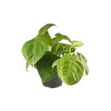 SOBNA ZELENA RASTLINA SINGONIJ FROST L15