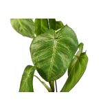 SOBNA ZELENA RASTLINA SINGONIJ FROST L15