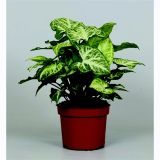 SOBNA ZELENA RASTLINA SINGONIJ L12