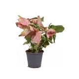 SOBNA ZELENA RASTLINA SINGONIJ NEON ROBUSTA L14