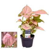 SOBNA ZELENA RASTLINA SINGONIJ NEON ROBUSTA L14