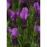 SIVKA FRANCOSKA GREAT ADVENTURE L17 CM