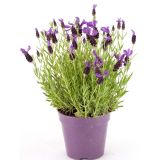 SIVKA FRANCOSKA GREAT ADVENTURE L17 CM