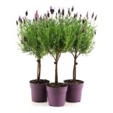 SIVKA FRANCOSKA NA STEBLU L12 CM