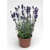 SIVKA HIDCOTE L14 VIŠ 35CM