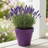 SIVKA OZKOLISTNA HIDCOTE BLUE L15 CM