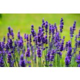 SIVKA OZKOLISTNA HIDCOTE BLUE L17 CM