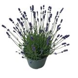 SIVKA OZKOLISTNA HIDCOTE BLUE L17 CM