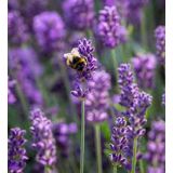 SIVKA OZKOLISTNA HIDCOTE BLUE L17 CM