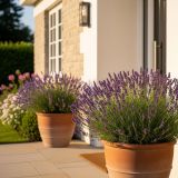 SIVKA OZKOLISTNA HIDCOTE BLUE L17 CM