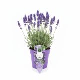 SIVKA OZKOLISTNA L1 2 CM