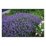 SIVKA VOLMARY LAVANDULA ANGUSTIFOLIA HIDCOTE BLUE L12