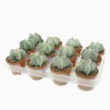 KAKTUS ŠKOFOVA KAPA L8.5