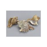 ŠKOLJKE, VELIKE 6-10CM, 3 KOS