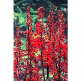 VODNE RASTLINE ŠKRLATNA LOBELIJA L 9