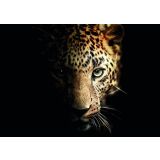 SLIKA STYLER LEOPARD STEKLENA 70X100 GL246