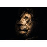 SLIKA STYLER LION STEKLENA 70X100 GL247