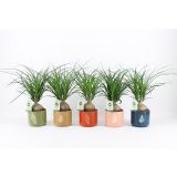 SLONOVA NOGA V OKRAS. LONCU MIX L14