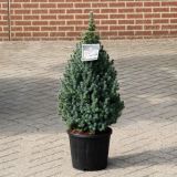 SMREKA BELA SANDERS BLUE L19