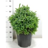 SMREKA OMORIKA NANA L40