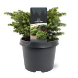 SMREKA PICEA ABIES LITTLE GEM L3 L