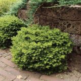 SMREKA PICEA ABIES LITTLE GEM L3 L