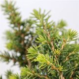 SMREKA PICEA ABIES LITTLE GEM L3 L