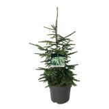 SMREKA PICEA AUREASPICATA L26 CM
