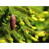 SMREKA PICEA AUREASPICATA L26 CM