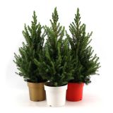 SMREKA PICEA GLAUCA DECEMBER L19 CM