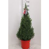 SMREKA PICEA GLAUCA PERFECTA L27 CM