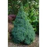 SMREKA PICEA GLAUCA SANDERS BLUE L23 CM