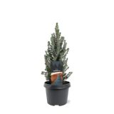 SMREKA PICEA GLAUCA SANDERS BLUE L3 L