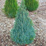 SMREKA PICEA GLAUCA SANDERS BLUE L23 CM