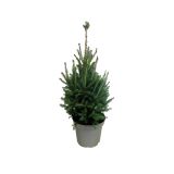 IGLAVEC SMREKA SUPER GREEN L26