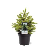 SMREKA WILLS ZWERG L23 VIŠ 40CM