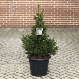 SMREKA WILLS ZWERG L23 VIŠ 40CM