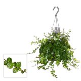 SOBNA ZELENA RASTLINA AESCHYNANTHUS PINK POLKA VISEČI LONEC L17 CM