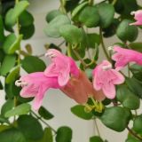 SOBNA ZELENA RASTLINA AESCHYNANTHUS PINK POLKA VISEČI LONEC L17 CM