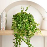 SOBNA ZELENA RASTLINA AESCHYNANTHUS PINK POLKA VISEČI LONEC L17 CM