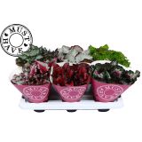 SOBNA ZELENA RASTLINA BEGONIJA MIX L13 CM