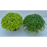 SOBNA ZELENA RASTLINA DRUŽINSKA SREČA L11 CM