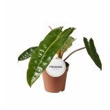 SOBNA ZELENA RASTLINA FILODENDRON BILLIETIAE L12 CM