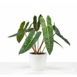 SOBNA ZELENA RASTLINA FILODENDRON BILLIETIAE L12 CM