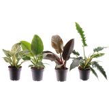 SOBNA ZELENA RASTLINA FILODENDRON FEEL GREEN L14 CM