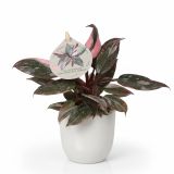 SOBNA ZELENA RASTLINA FILODENDRON PRINCESS MARBLE L6 CM