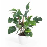 SOBNA ZELENA RASTLINA FILODENDRON RED WONDER L19 CM