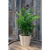 SOBNA ZELENA RASTLINA GORSKA PALMA L12 CM