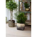 SOBNA ZELENA RASTLINA GORSKA PALMA L12 CM