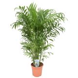 SOBNA ZELENA RASTLINA GORSKA PALMA L17 CM